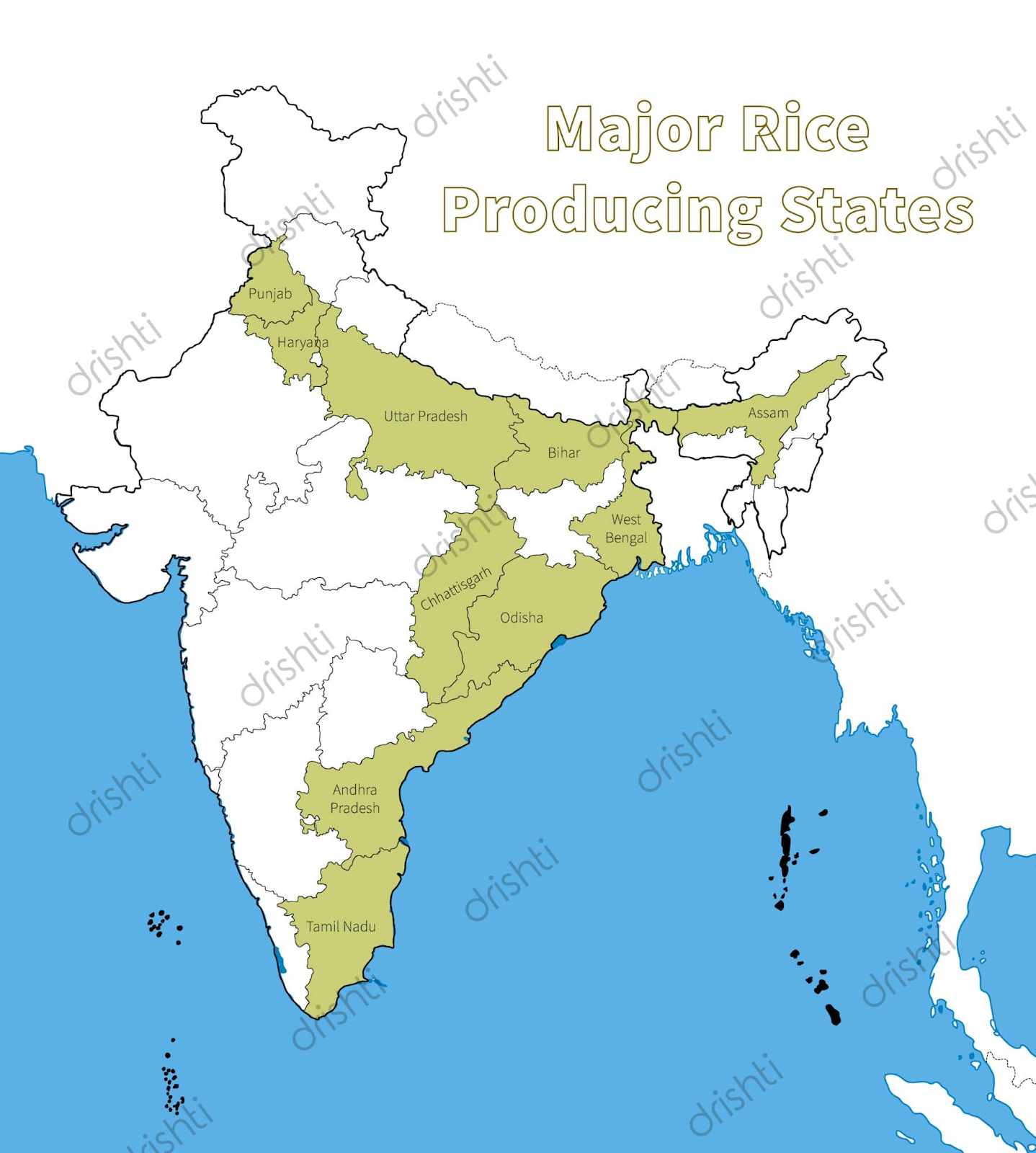 major rice producing states